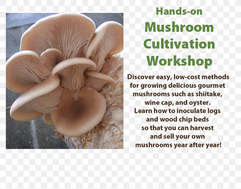 Oyster Mushroom Organism, PNG, 800x642px, Oyster Mushroom, Ingredient, Mushroom, Organism Download Free