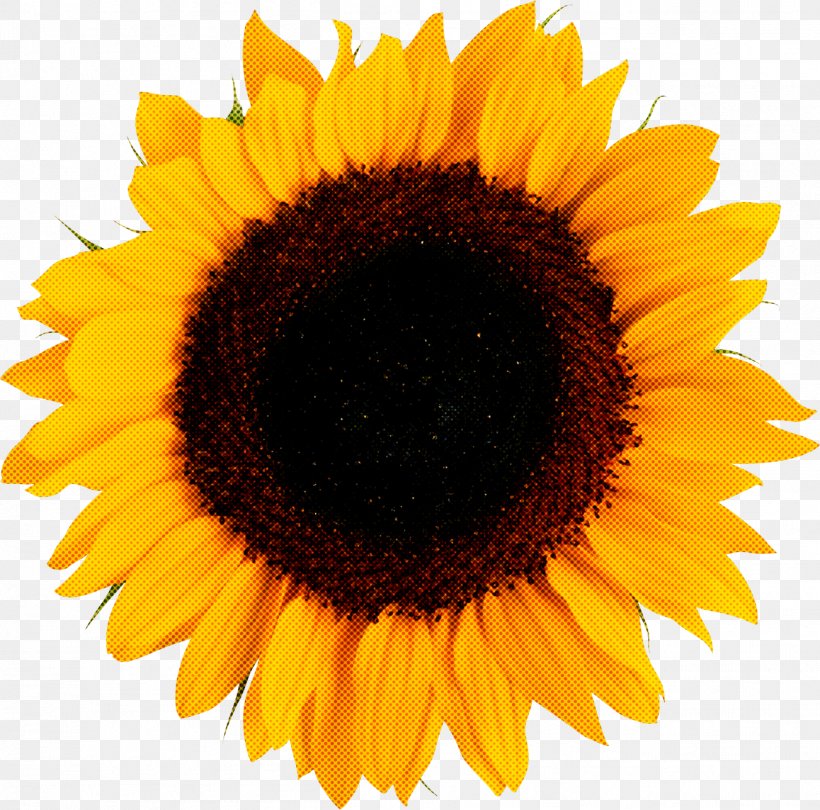 Sunflower, PNG, 1302x1287px, Sunflower, Flower, Petal, Plant, Pollen Download Free