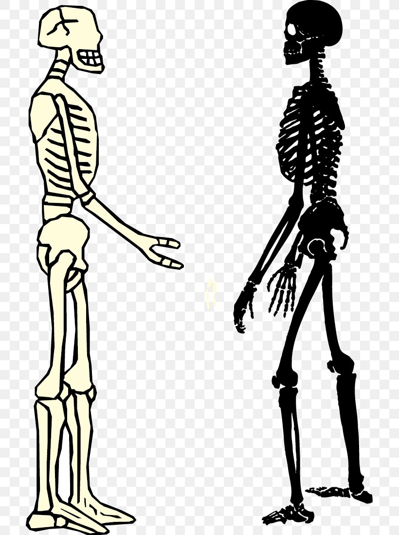 Human Skeleton Homo Sapiens Bone, PNG, 713x1099px, Skeleton, Anatomy, Art, Black And White, Bone Download Free
