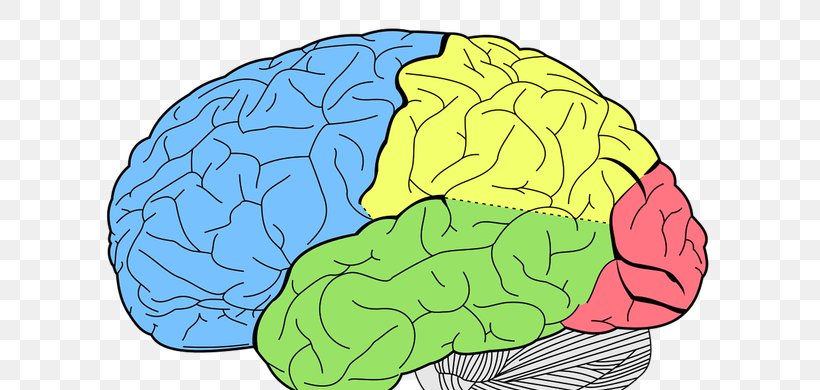 Lobes Of The Brain Human Brain Temporal Lobe Frontal Lobe, PNG, 650x390px, Watercolor, Cartoon, Flower, Frame, Heart Download Free