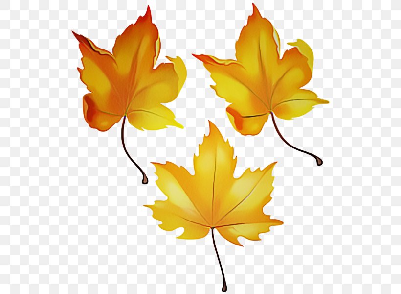 Maple Leaf, PNG, 542x600px, Leaf, Black Maple, Flowering Plant, Maple, Maple Leaf Download Free