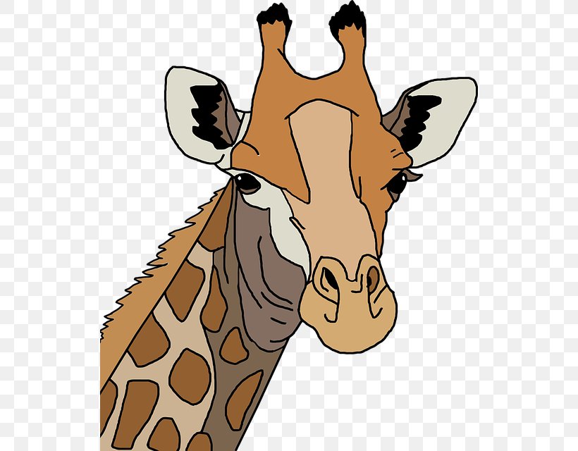 Northern Giraffe Leopard Giraffe Family T-shirt Drawing, PNG, 536x640px, Northern Giraffe, Animal, Color, Drawing, Fauna Download Free