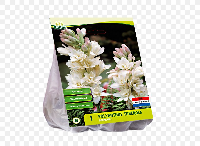 Tuberose Cut Flowers Van Zyverden Inc, PNG, 600x600px, Tuberose, Cut Flowers, Flower, Plant, Polianthes Download Free