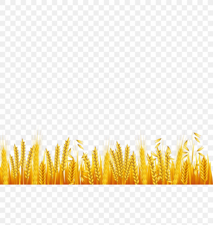 Common Wheat Ear Drawing, PNG, 1500x1587px, Common Wheat, Animation, Cartoon, Commodity, Dessin Animxe9 Download Free