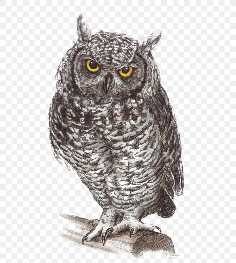 Great Grey Owl Drawing Fauna Illustration, PNG, 600x914px, Owl, Barred Owl, Beak, Bird, Bird Of Prey Download Free