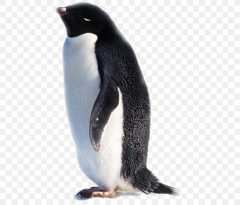 King Penguin Antarctica Indian Ocean, PNG, 460x700px, King Penguin, Animal, Antarctica, Beak, Bird Download Free