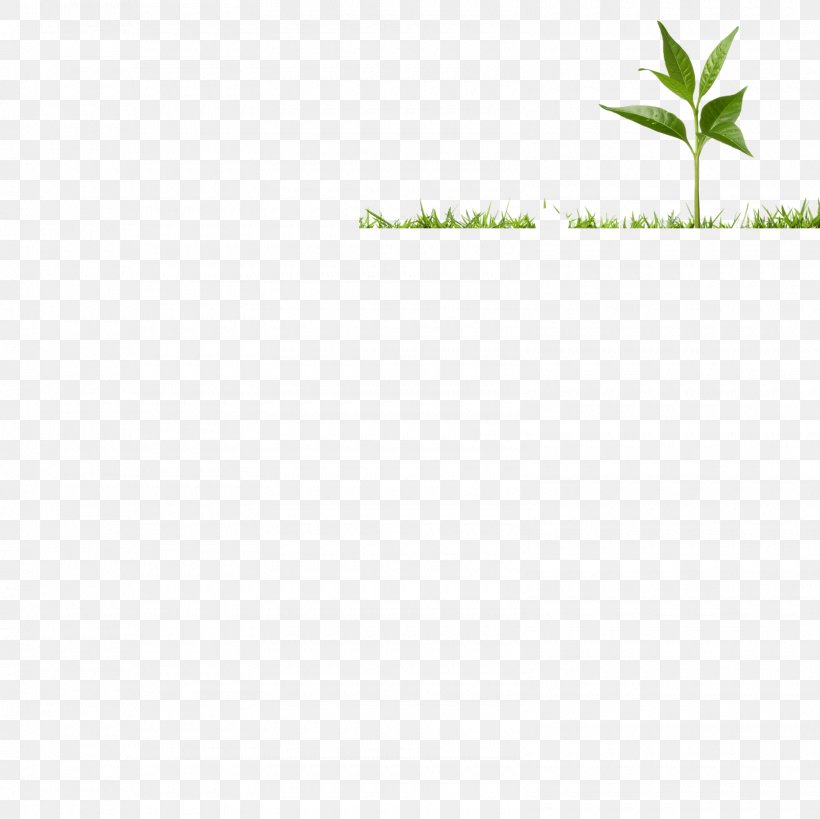 Leaf Grasses Plant Stem, PNG, 1600x1600px, Leaf, Family, Grass, Grass Family, Grasses Download Free