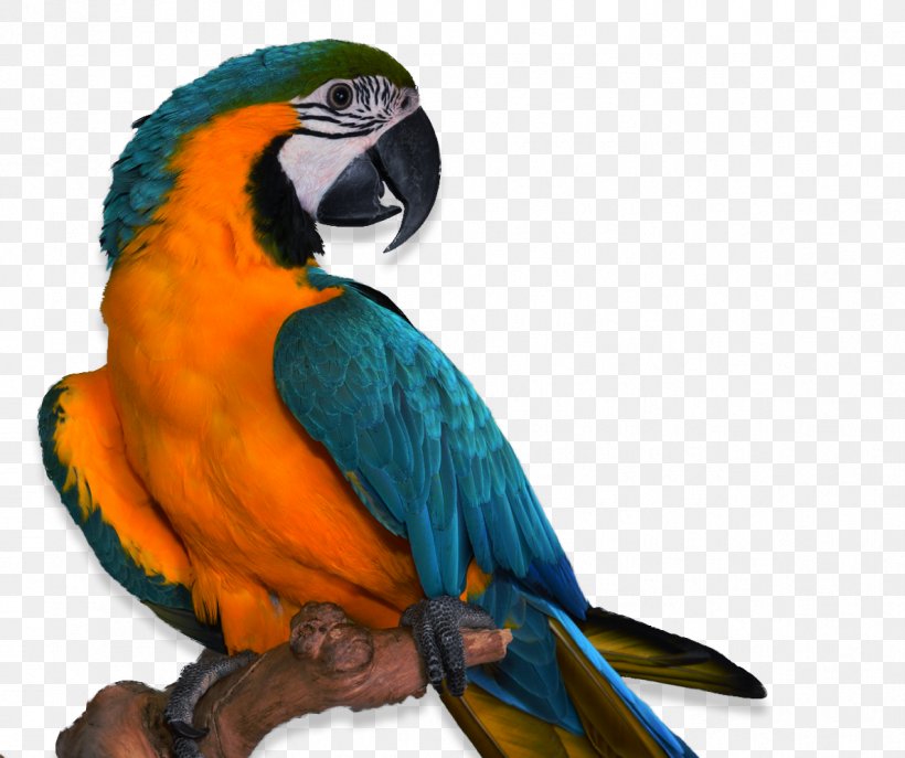 Parrots Bird Companion Parrot Pet Veterinarian, PNG, 1188x996px, Parrots, Animal, Avian Veterinarian, Beak, Bird Download Free