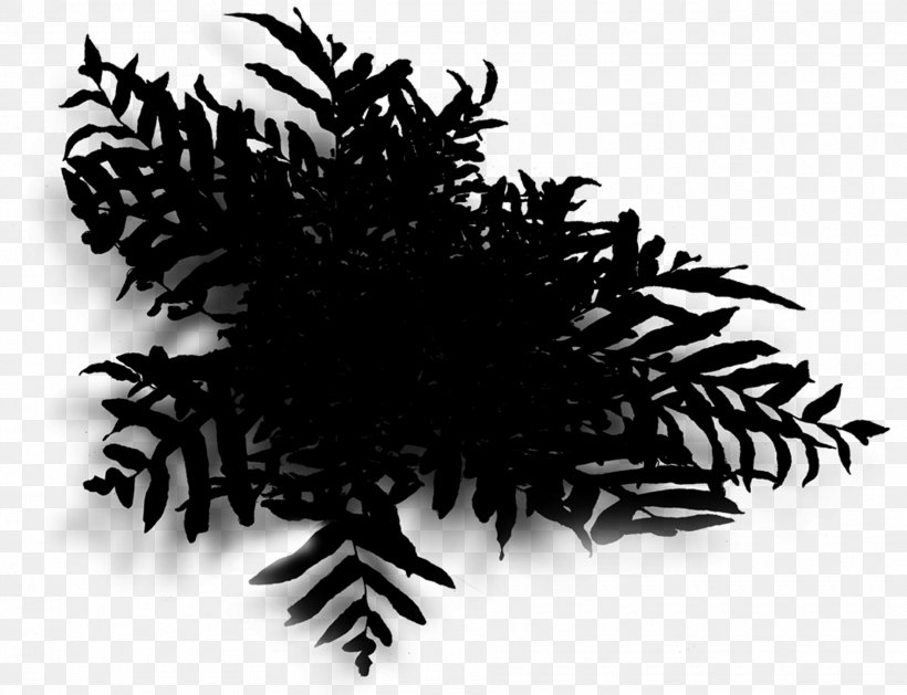 Pine Family, PNG, 1890x1450px, Pine, Black, Blackandwhite, Branch, Colorado Spruce Download Free