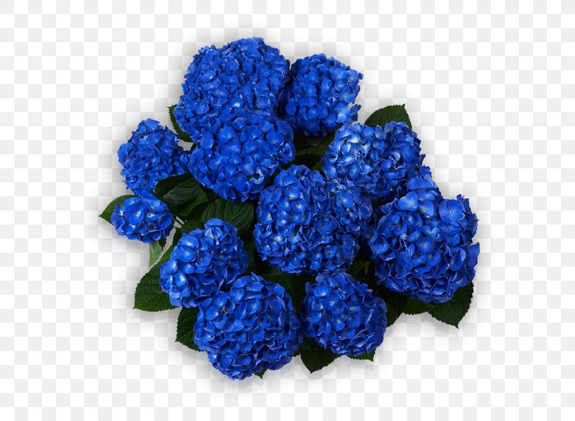 Hydrangea Blue Sorting Algorithm Cut Flowers, PNG, 600x600px, Hydrangea, Annual Plant, Blue, Blue Rose, Cobalt Blue Download Free