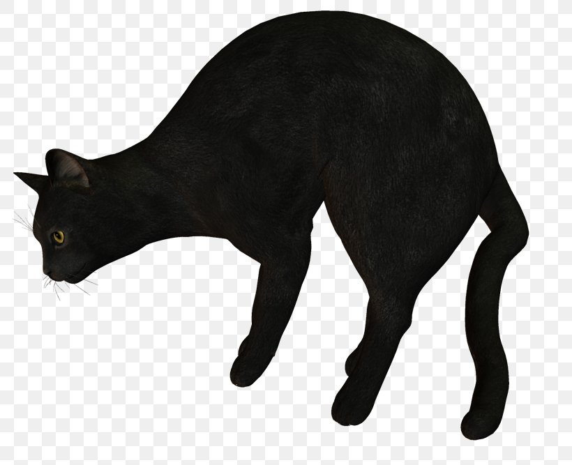 Black Cat Domestic Short-haired Cat Whiskers Clip Art, PNG, 800x667px, Black Cat, Animal, Black, Carnivoran, Cat Download Free