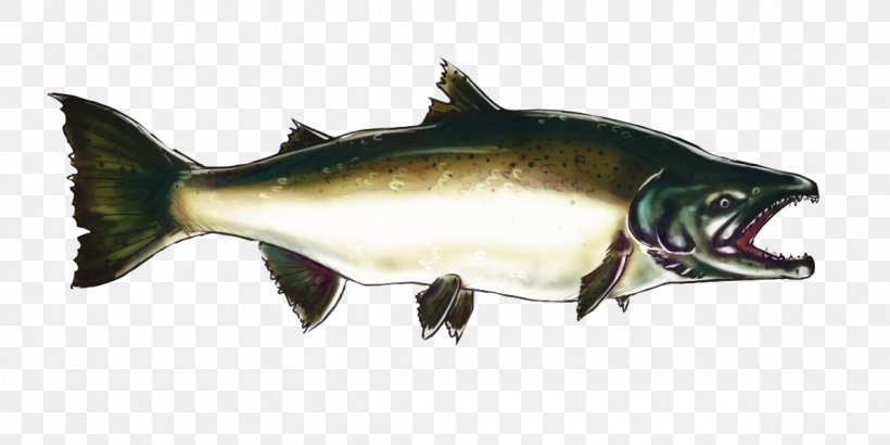 Fish Cartoon, PNG, 1200x600px, Coho Salmon, Animal, Barramundi, Bass, Bonyfish Download Free