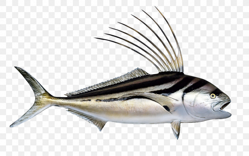 Fish Fish Fin Albacore Fish Marlin, PNG, 1181x742px, Fish, Albacore Fish, Bonyfish, Fin, Marlin Download Free