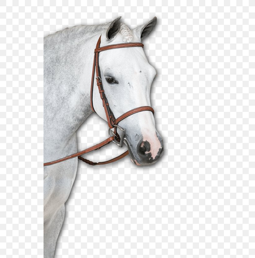 Horse Halter Bridle Rein Bit, PNG, 540x830px, Horse, Bit, Bridle, Equestrian, Halter Download Free