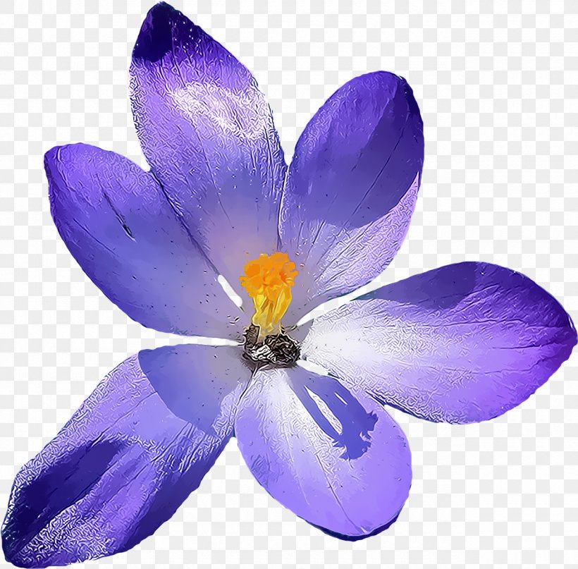Petal Flower Violet Purple Crocus, PNG, 1280x1260px, Petal, Crocus, Flower, Plant, Purple Download Free