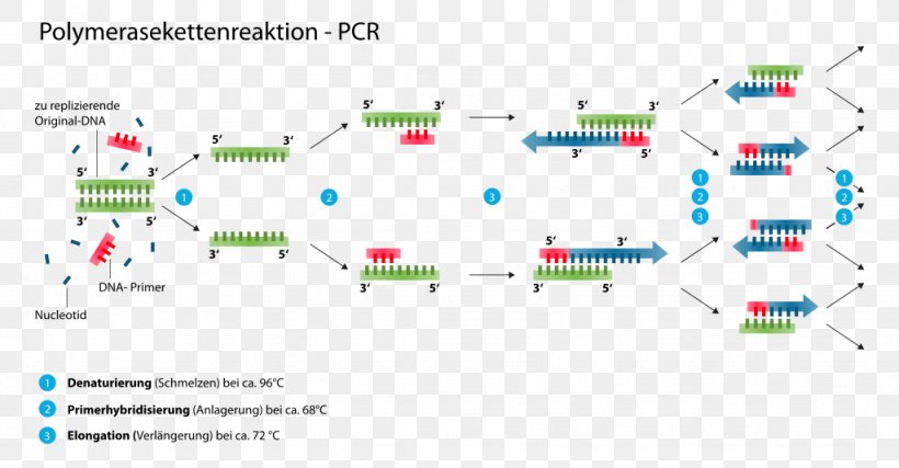 The Polymerase Chain Reaction DNA Polymerase, PNG, 1024x534px, Polymerase Chain Reaction, Agarose Gel Electrophoresis, Area, Biology, Diagram Download Free