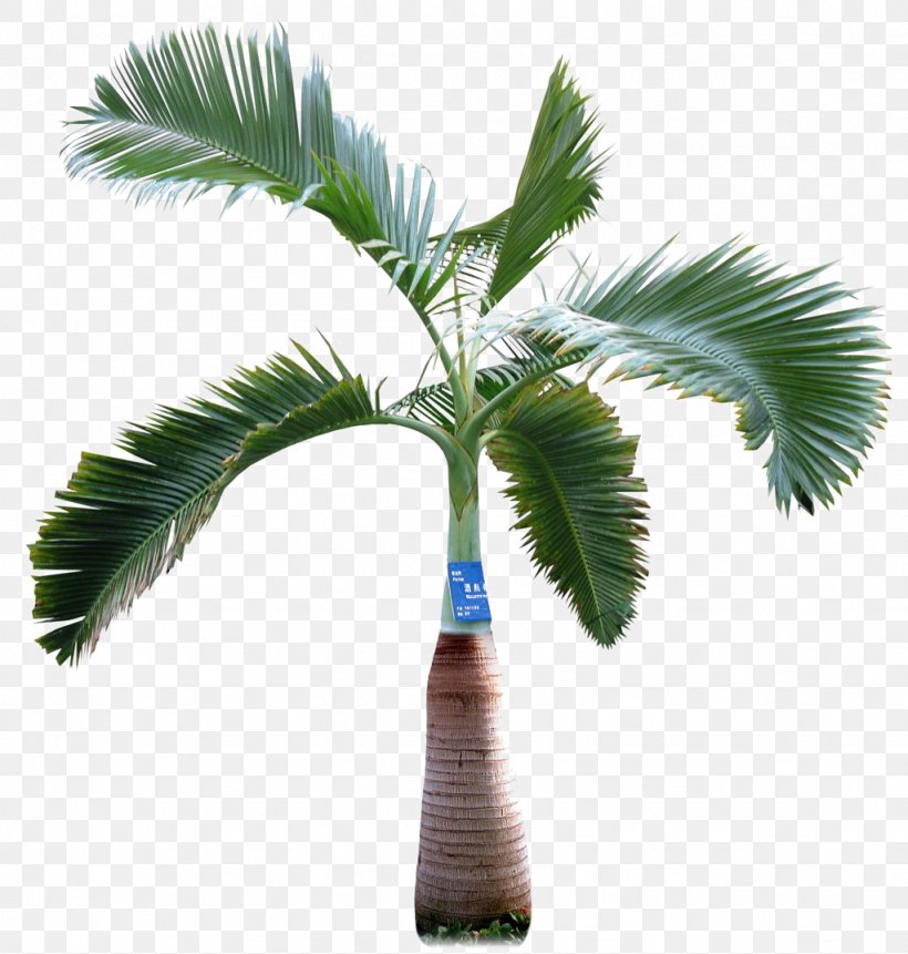 Asian Palmyra Palm Arecaceae Tree, PNG, 1024x1076px, Asian Palmyra Palm, Arecaceae, Arecales, Borassus, Borassus Flabellifer Download Free