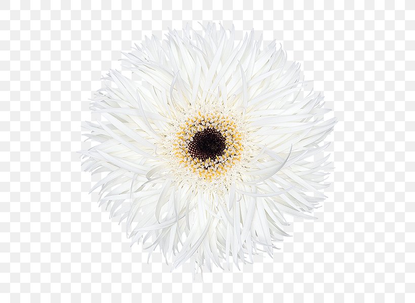 Common Daisy Transvaal Daisy Chrysanthemum Oxeye Daisy Aster, PNG, 600x600px, Common Daisy, Aster, Black And White, Chrysanthemum, Chrysanths Download Free