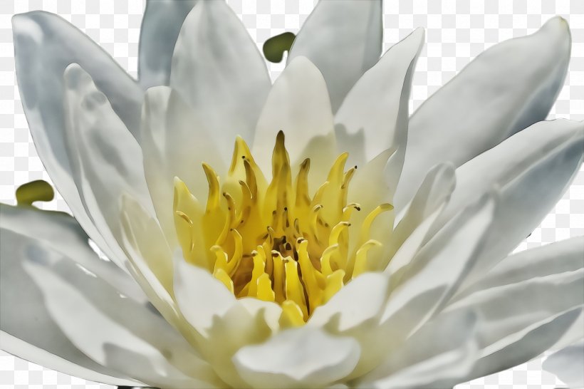 Flower Fragrant White Water Lily White Petal Yellow, PNG, 2448x1632px, Watercolor, Aquatic Plant, Flower, Flowering Plant, Fragrant White Water Lily Download Free