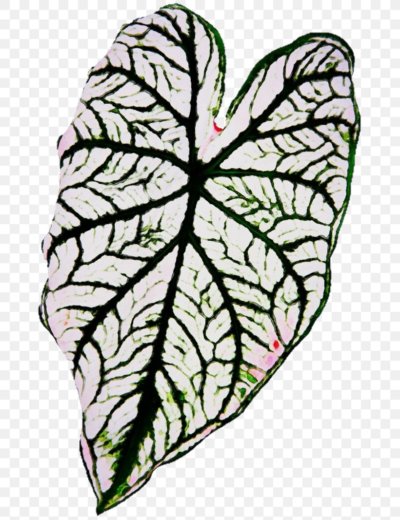 Leaf Plant Flower Clip Art Herbaceous Plant, PNG, 680x1067px, Watercolor, Flower, Herbaceous Plant, Leaf, Paint Download Free