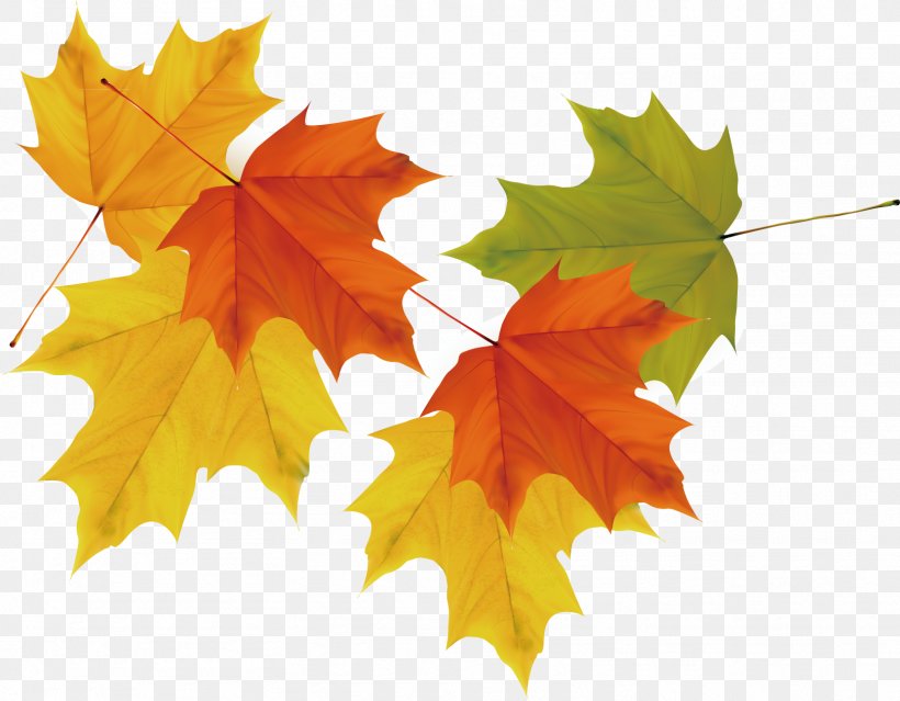 Maple Leaf Autumn, PNG, 1617x1261px, Maple Leaf, Artikel, Autumn, Designer, Leaf Download Free