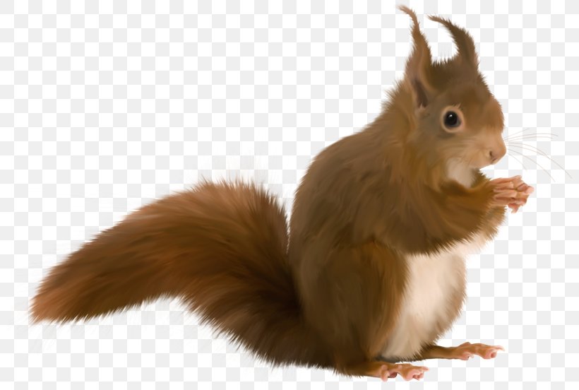 Tree Squirrels Animaatio, PNG, 800x552px, Tree Squirrel, Animaatio, Blog, Domestic Rabbit, Fauna Download Free