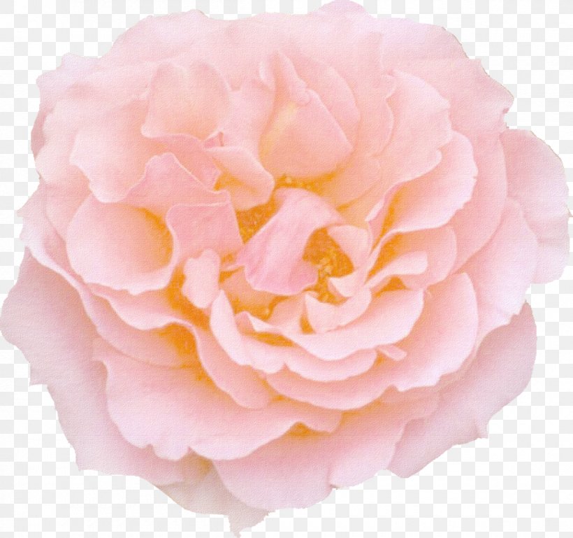 Rose Pink Flowers Color, PNG, 1200x1126px, Rose, Ballerina, Color, Cut Flowers, Floribunda Download Free