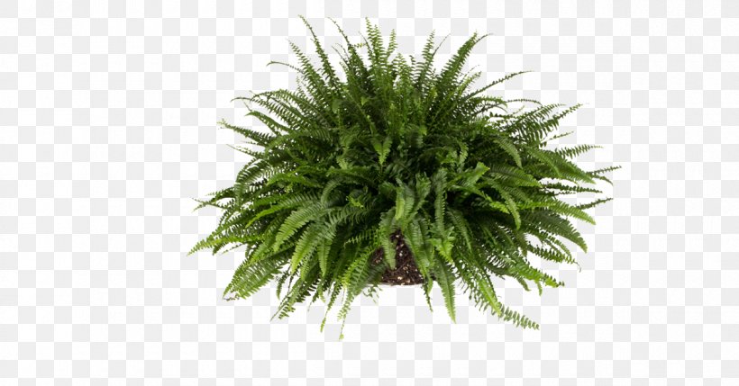 Sword Fern Vascular Plant Burknar Plants, PNG, 1200x628px, Sword Fern, Burknar, Crock, Earth, Evergreen Download Free