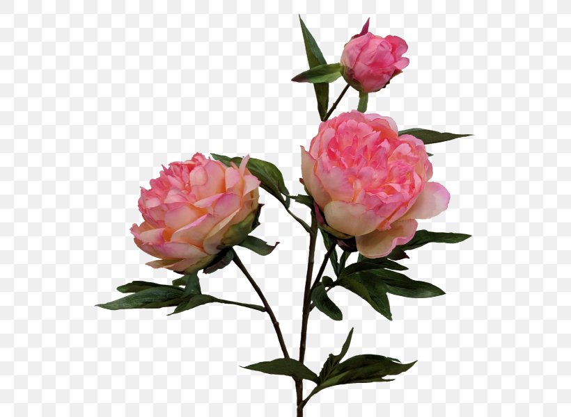 Cabbage Rose Garden Roses Floribunda Peony Cut Flowers, PNG, 800x600px, Cabbage Rose, Bud, Cut Flowers, Floribunda, Flower Download Free
