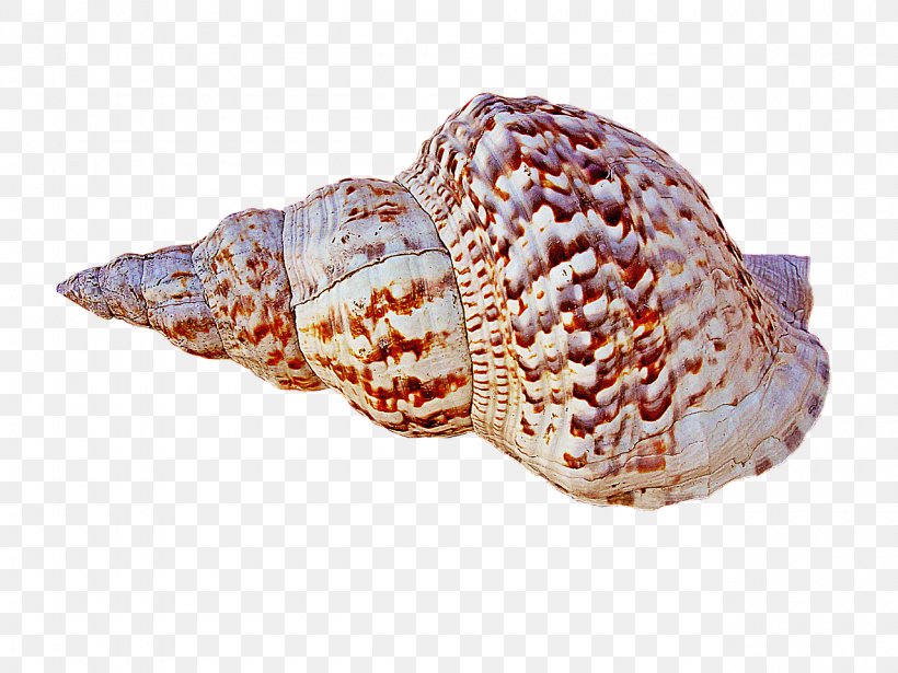 Caracola Conch Seashell, PNG, 1280x960px, Caracola, Cockle, Conch, Digital Image, Image File Formats Download Free