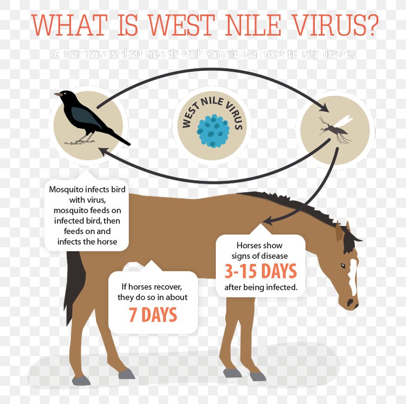 Horse West Nile Fever Vaccine Disease Virus, PNG, 768x817px, Horse, Brand, Communication, Diagram, Disease Download Free