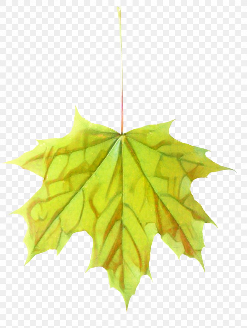 Maple Leaf Symmetry, PNG, 1090x1444px, Maple Leaf, Black Maple, Deciduous, Flower, Flowering Plant Download Free