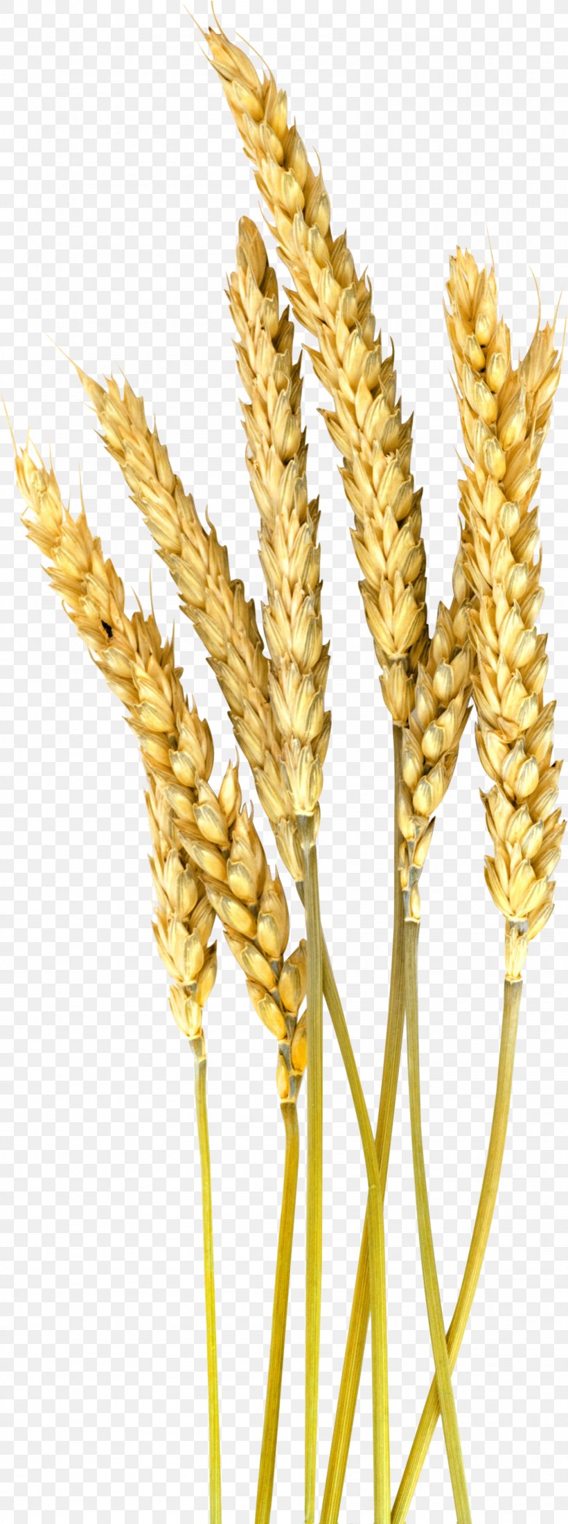 Cartoon Grass, PNG, 1689x4532px, Barley, Cereal, Cereal Germ, Common Wheat, Dinkel Wheat Download Free