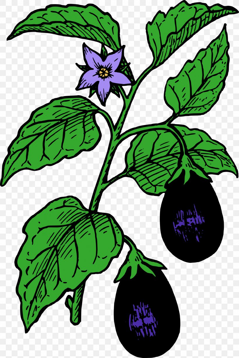 Eggplant Tomato Parmigiana Lasagne Clip Art, PNG, 1604x2400px, Eggplant, Artwork, Branch, Curry, Flora Download Free