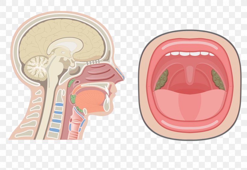 Nasal Cavity Anatomy Of The Human Nose Pharynx Respiratory System, PNG, 1024x709px, Watercolor, Cartoon, Flower, Frame, Heart Download Free