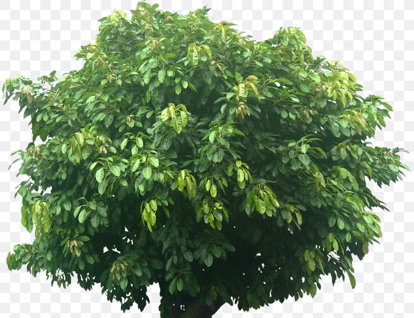 Tree Branch Ficus Virens Var. Sublanceolata Leaf Plants, PNG, 815x630px, Tree, Branch, Deciduous, Evergreen, Ficus Virens Download Free