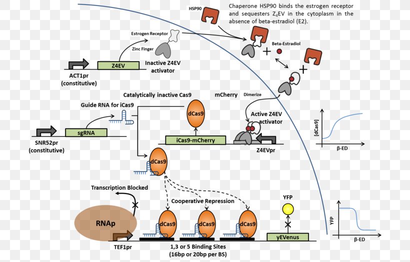 CRISPR Interference Cas9 Experiment Genome Editing, PNG, 720x524px, Crispr, Area, Complementarity, Crispr Interference, Design Of Experiments Download Free