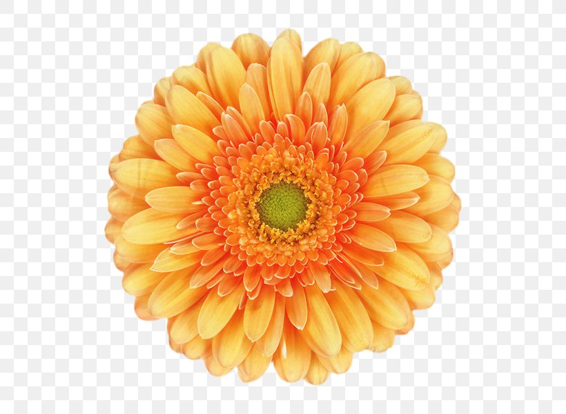 Flowers Background, PNG, 600x600px, Transvaal Daisy, Artificial Flower, Barberton Daisy, Chrysanthemum, Cut Flowers Download Free