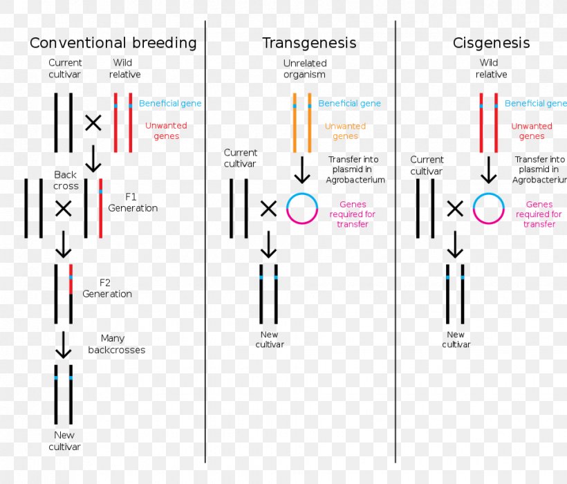 Genetically Modified Food Controversies Cisgenesis Genetic Engineering Genetically Modified Crops Plant Breeding, PNG, 970x829px, Cisgenesis, Brand, Diagram, Dna, Document Download Free