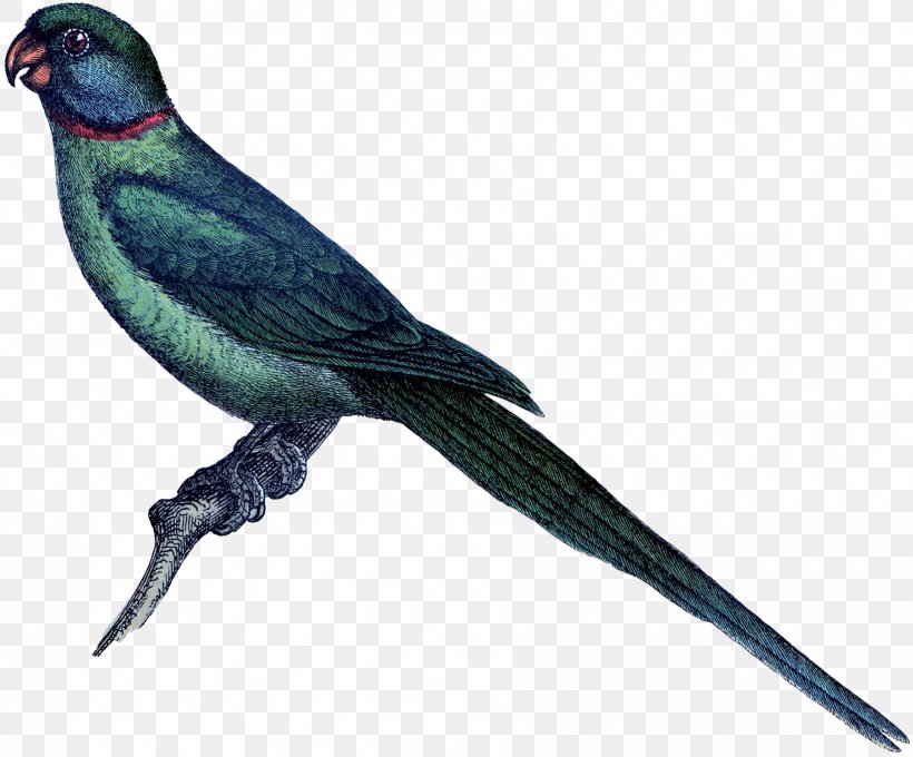 Macaw Finch Swallow Parakeet Feather, PNG, 1800x1494px, Macaw, Beak, Bird, Common Pet Parakeet, Cuckoos Download Free