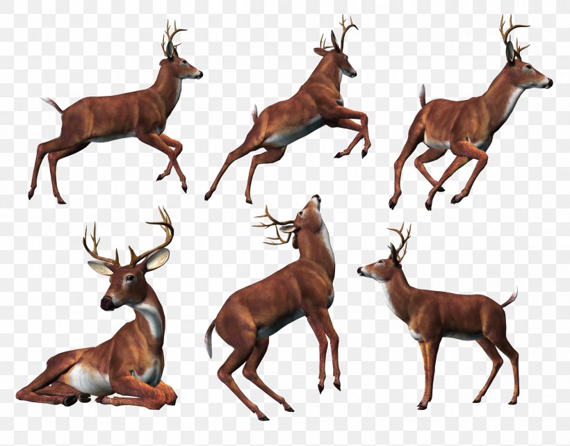 Reindeer Elk Clip Art, PNG, 2404x1883px, Deer, Antelope, Antler, Digital Image, Drawing Download Free