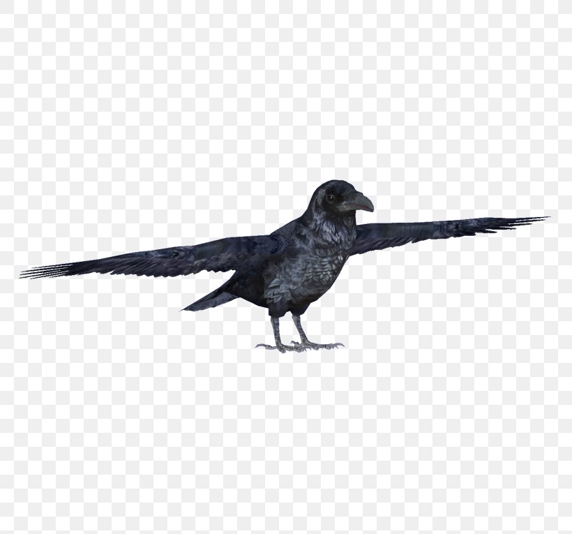 Bird Cartoon, PNG, 765x765px, American Crow, Beak, Bird, Common Buzzard, Common Raven Download Free