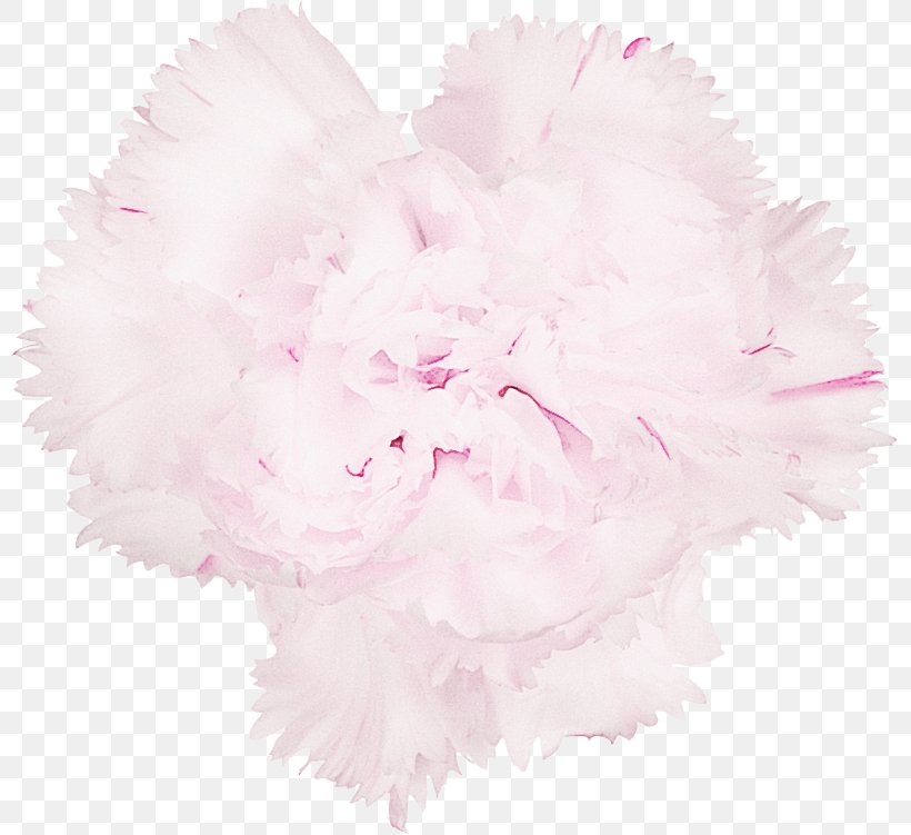 Feather, PNG, 800x751px, Pink, Cut Flowers, Feather, Flower, Heart Download Free