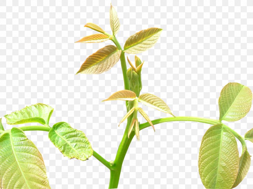 Leaf Tree Shoot, PNG, 1024x768px, Leaf, Camellia Sinensis, Herbalism, Ico, Organism Download Free
