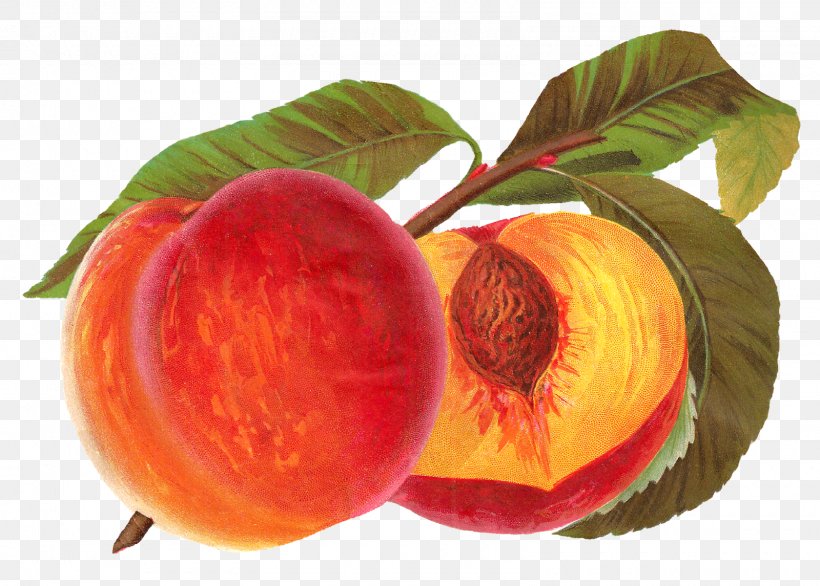 Peach Fruit Clip Art, PNG, 1600x1145px, Peach, Apple, Drawing, Food, Fruit Download Free