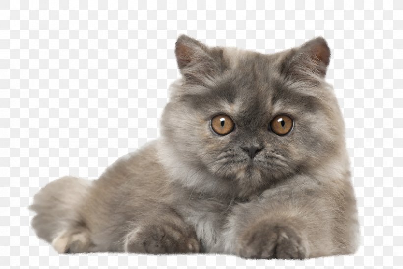 Persian Cat Kitten Dog Cat Play And Toys Popular Cat Names, PNG, 848x566px, Persian Cat, Asian, Asian Semi Longhair, Breed, British Semi Longhair Download Free
