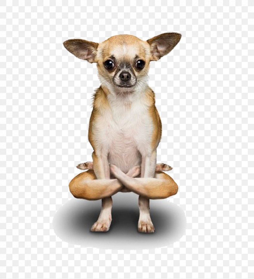 Poodle Chihuahua Yoga Dogs Doga, PNG, 850x934px, Poodle, Adho Mukha U015bvu0101nu0101sana, Asana, Balance, Carnivoran Download Free