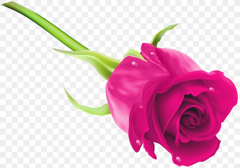 Purple Clip Art, PNG, 8000x5610px, Rose, Blue, Blue Rose, Close Up, Cut Flowers Download Free