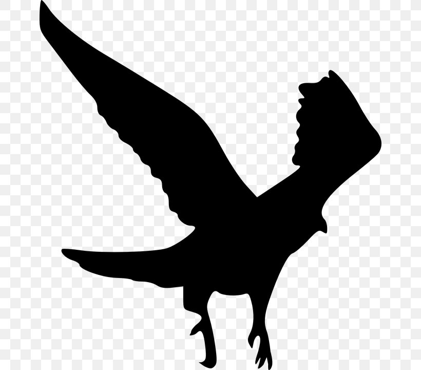 Bird Of Prey Bald Eagle Clip Art, PNG, 666x720px, Bird, Bald Eagle, Beak, Bird Of Prey, Black And White Download Free