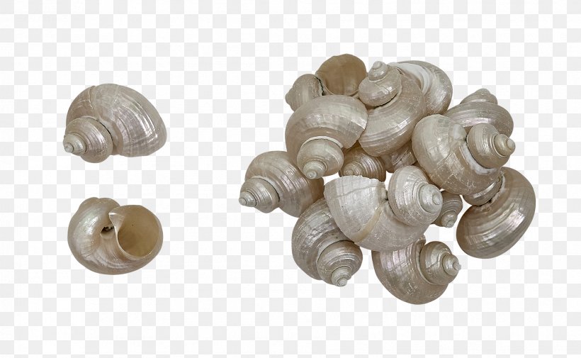 Cockle, PNG, 1783x1100px, Cockle, Clam, Clams Oysters Mussels And Scallops, Seashell Download Free